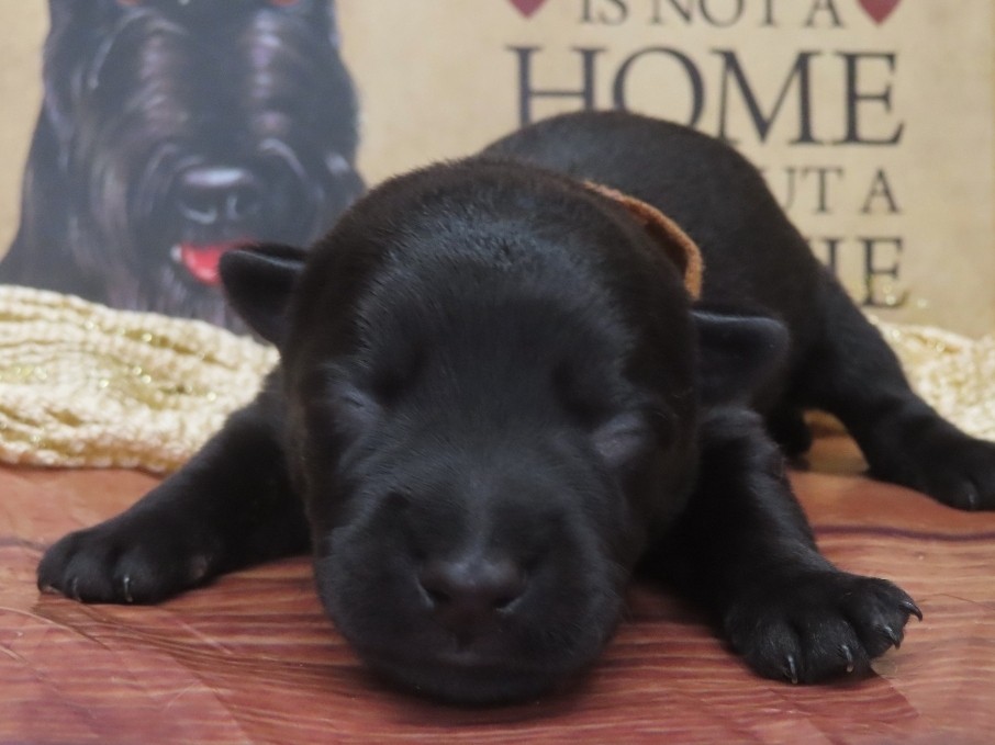 Georgie 1wk 1