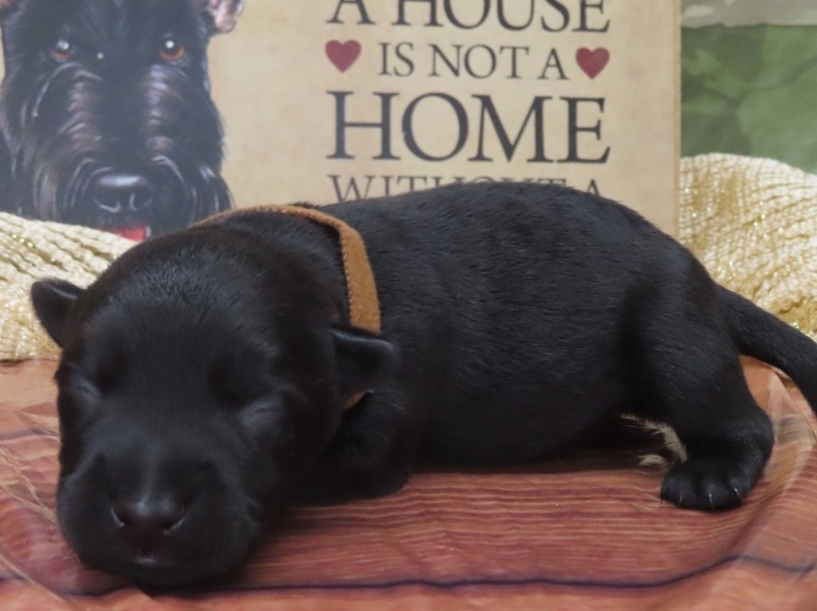 Georgie 1wk 2
