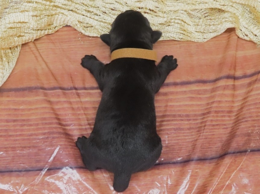 Georgie 1wk 5