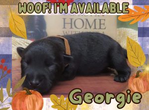Home 6 Georgie 1wk FT