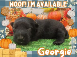 Home 11 Georgie 2wk FT