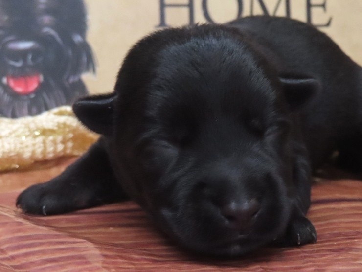 Gigi 1wk 1