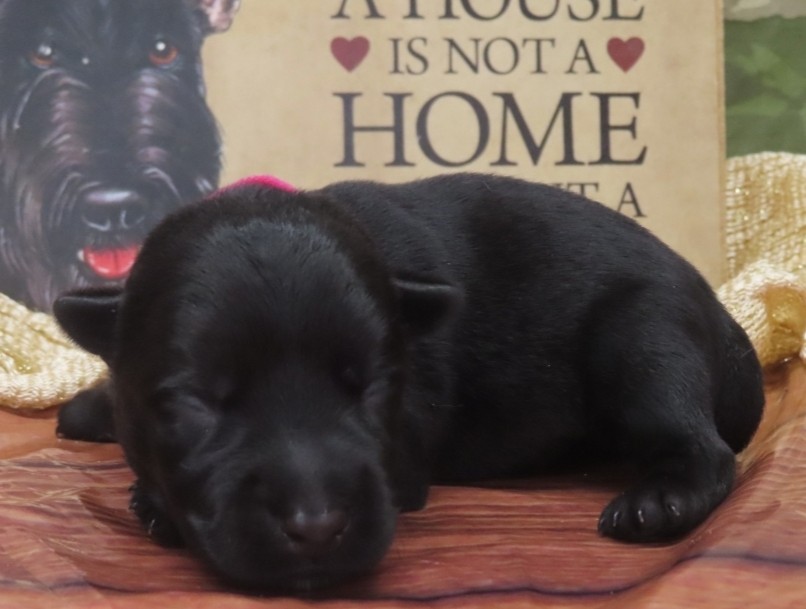 Gigi 1wk 2