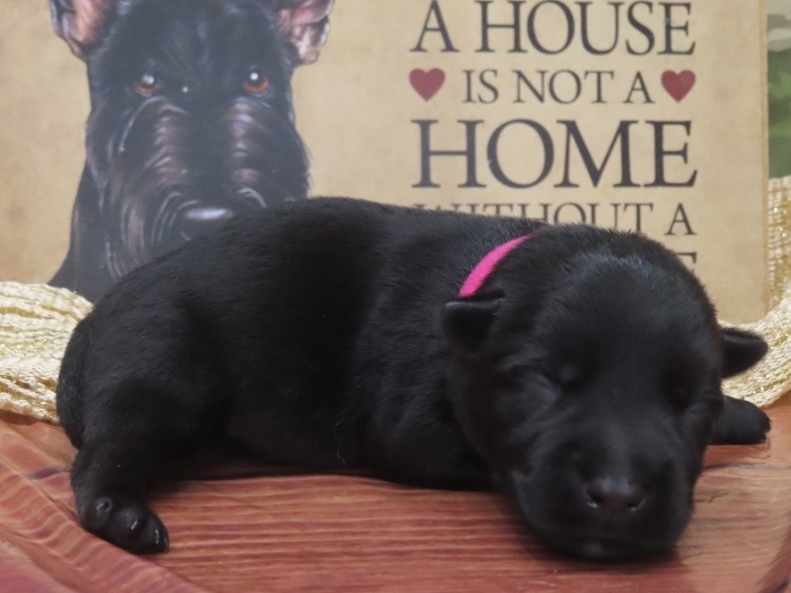 Gigi 1wk 3