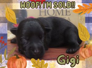 Home 2 Gigi 1wk FT 3