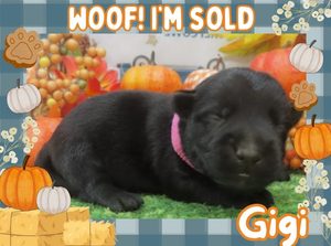 Home 7 Gigi 2wk FT 3