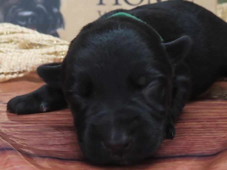 Gizmo 1wk 1