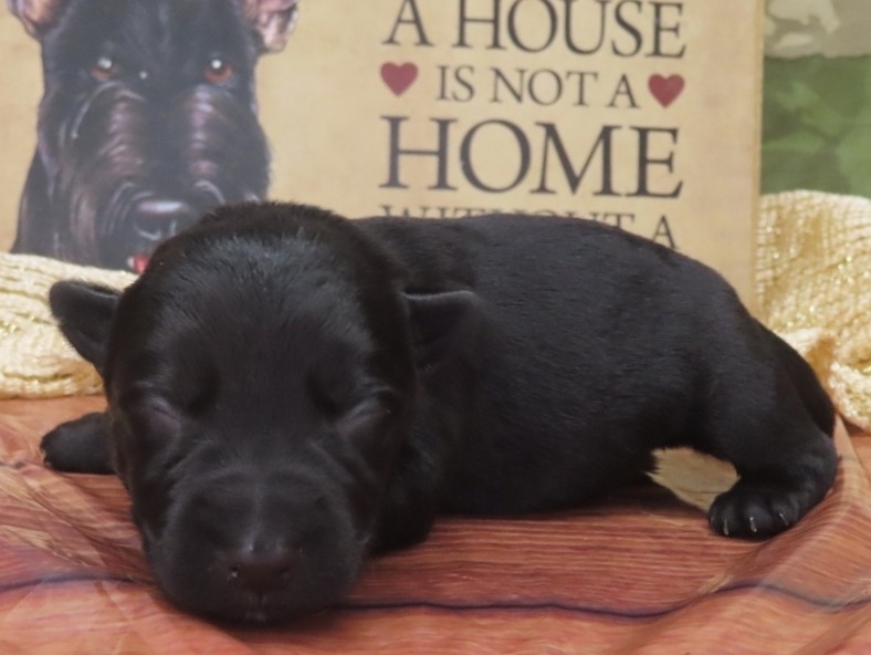 Gizmo 1wk 2