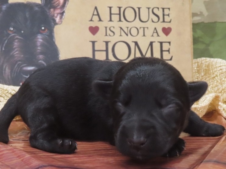 Gizmo 1wk 3