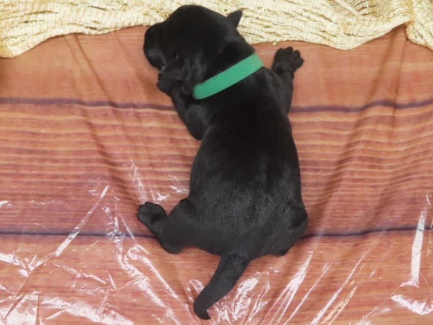 Gizmo 1wk 5