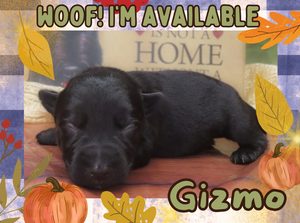 Home 5 Gizmo 1wk FT