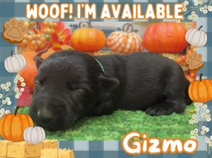 Home 10 Gizmo 2wk FT