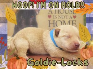 Home 1 Goldie Locks 1wk FT 2