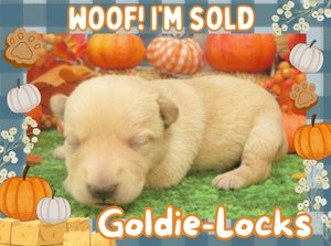 Home 6 Goldie Locks 2wk FT 3