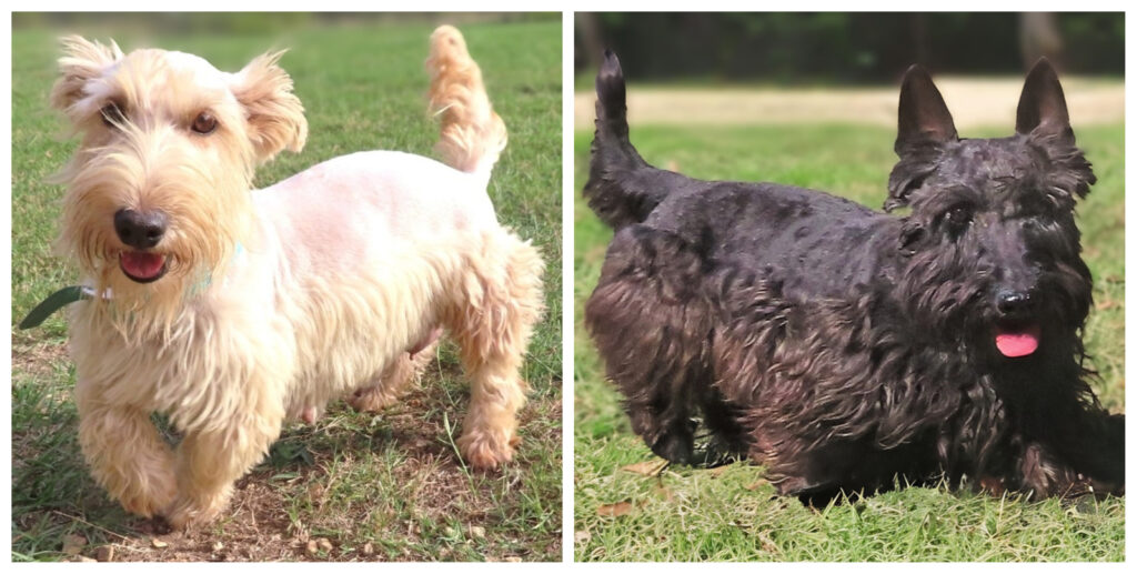 Gracie x Derby