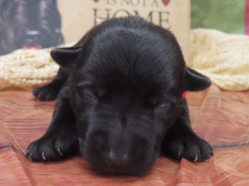Griffin 1wk 1