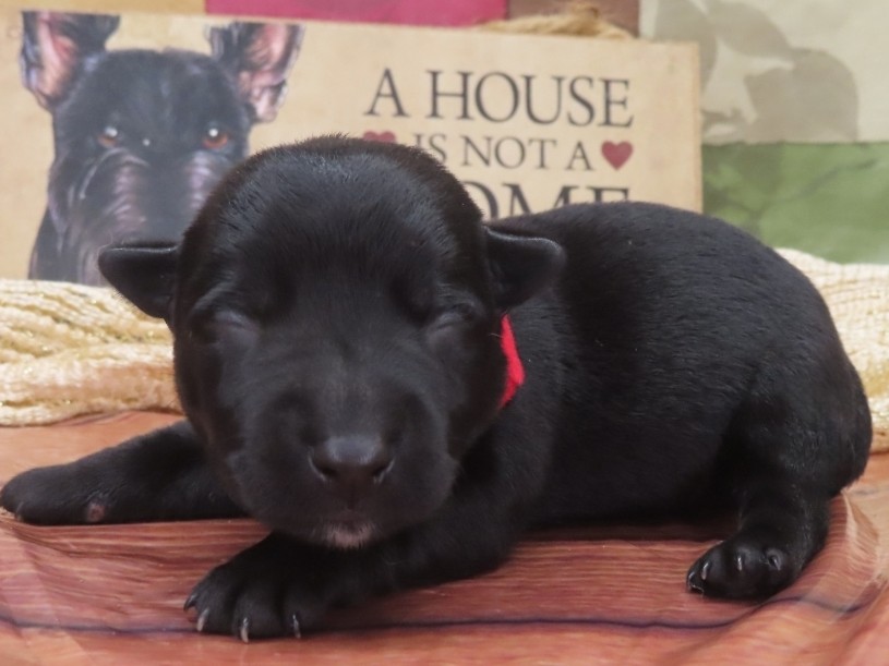 Griffin 1wk 2