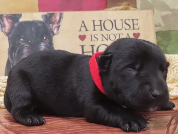 Griffin 1wk 3