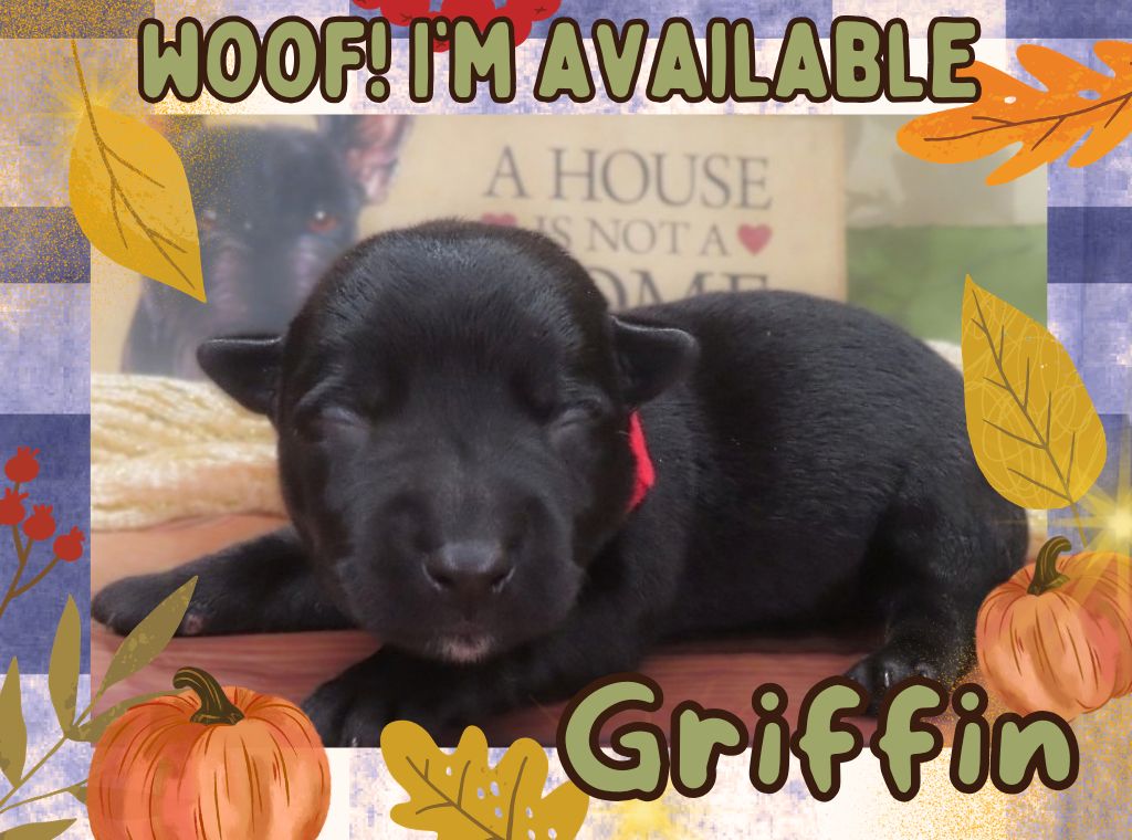 Griffin 1wk FT