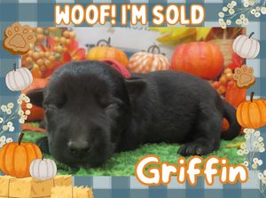Home 8 Griffin 2wk FT 3