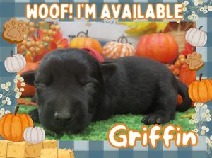Home 8 Griffin 2wk FT