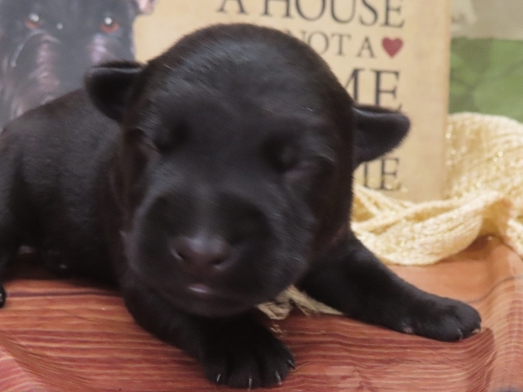 Grizzly 1wk 1