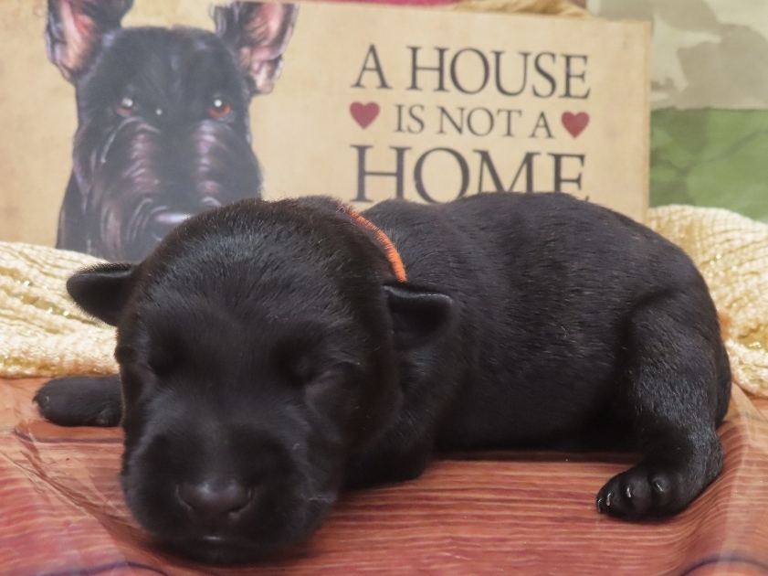Grizzly 1wk 2