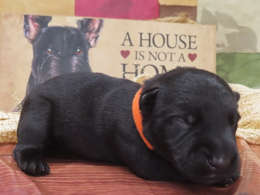 Grizzly 1wk 3