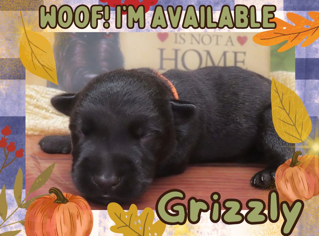 Grizzly 1wk FT