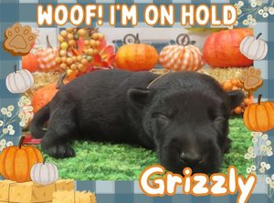 Home 9 Grizzly 2wk FT 2