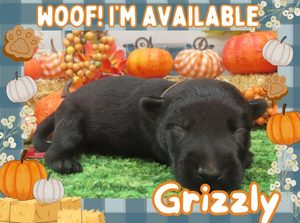 Home 9 Grizzly 2wk FT