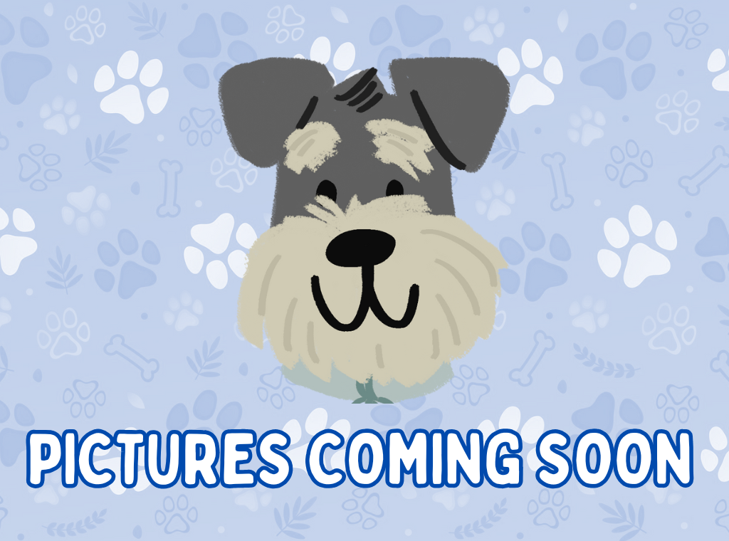 ss pictures coming soon